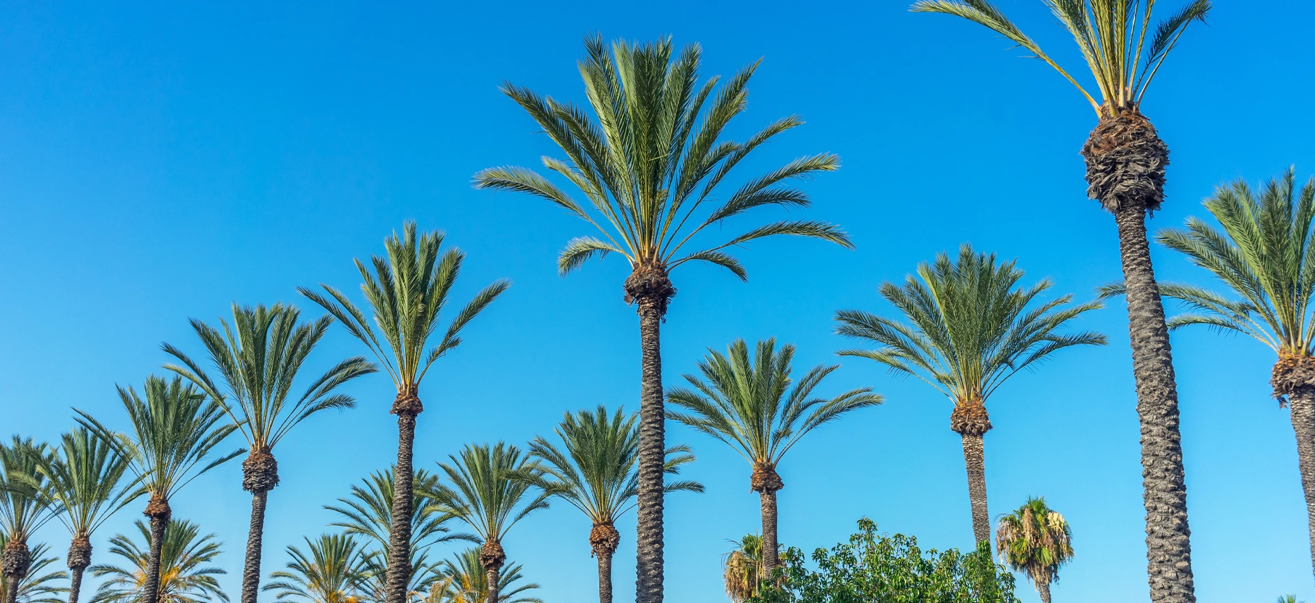 Buena Park's Credit Union